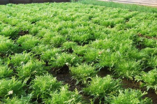 苦荬菜怎么种植，采取条播或育苗移栽等方式