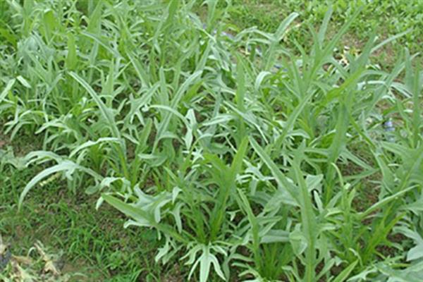 苦荬菜怎么种植，采取条播或育苗移栽等方式