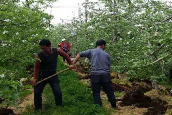 石榴树可以种在院子里吗，石榴树可以种在院子里
