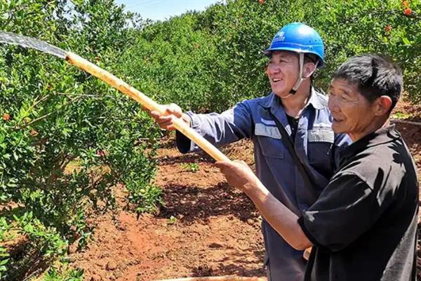 石榴树可以种在院子里吗，石榴树可以种在院子里