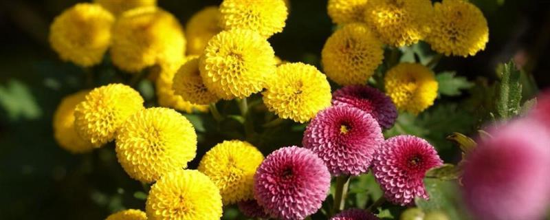 纽扣菊如何盆栽，每隔2-3天浇一次水