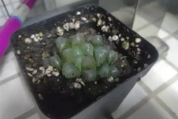 冰灯玉露根系腐烂如何处理，剪除烂根后再养到新盆土中