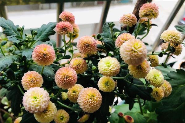 纽扣菊如何盆栽，每隔2-3天浇一次水