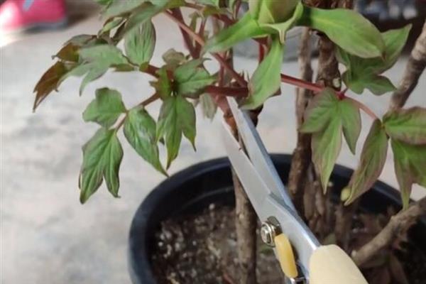 牡丹花怎么养殖，每隔2-3年更换一次盆土