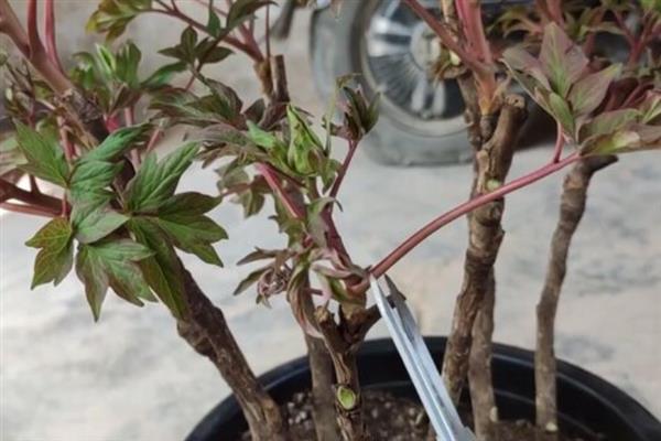 牡丹花怎么养殖，每隔2-3年更换一次盆土