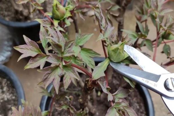 牡丹花怎么养殖，每隔2-3年更换一次盆土