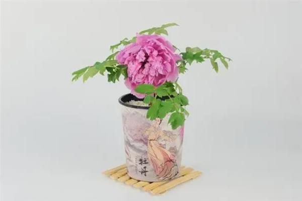 牡丹花怎么养殖，每隔2-3年更换一次盆土