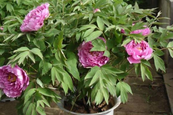 牡丹花怎么养殖，每隔2-3年更换一次盆土