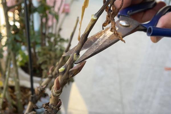 牡丹花怎么养殖，每隔2-3年更换一次盆土