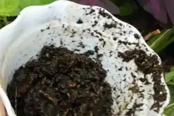 如何养殖铜钱草，每天接受5小时的散射光