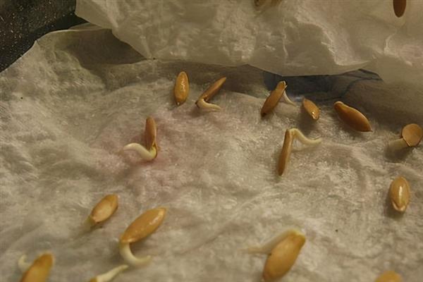 黄瓜的育苗方法，播种后要覆盖薄土和薄膜