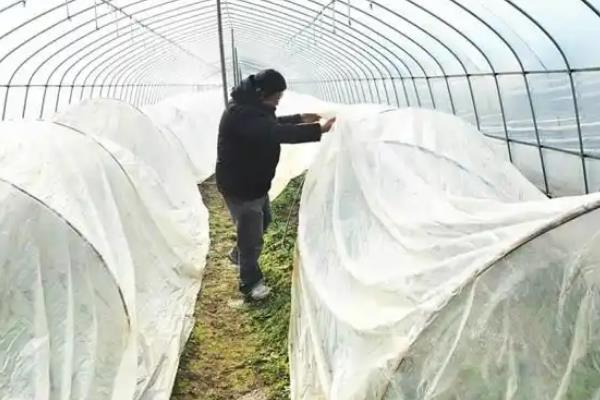 冬春季节棚室蔬菜怎么保温，可采取多层覆膜等措施