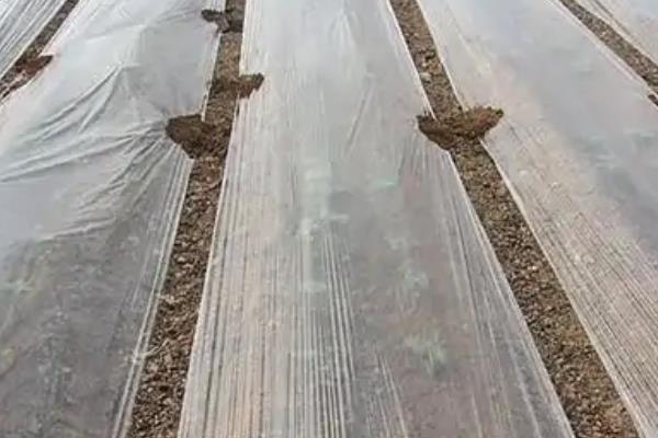 冬春季节棚室蔬菜怎么保温，可采取多层覆膜等措施