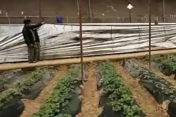 冬春季节棚室蔬菜怎么保温，可采取多层覆膜等措施