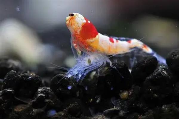 养观赏虾要不要增氧，饲养密度较高时应定期增氧