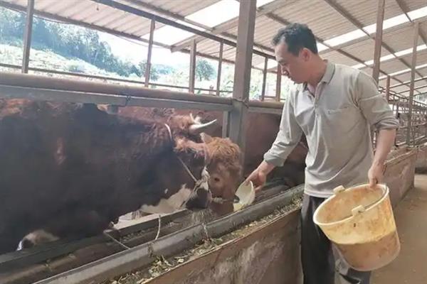 母牛几岁就停止生长了，通常在2-3岁左右就不生长了