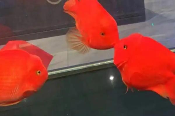 鹦鹉鱼咬鱼的原因，可能是空间不足或食物不足所致