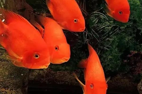 鹦鹉鱼咬鱼的原因，可能是空间不足或食物不足所致