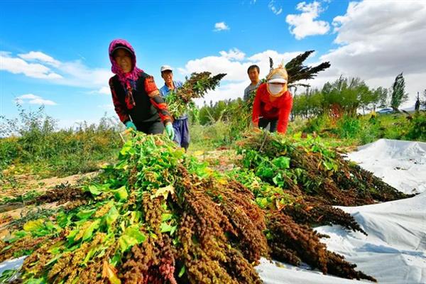种植藜麦的要求，尽量选择土壤肥沃疏松的地块