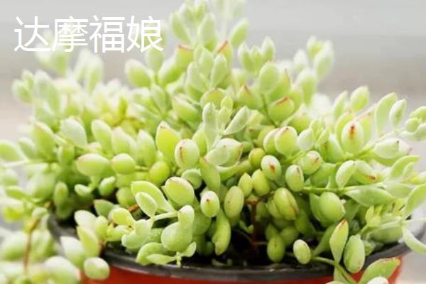 福娘多肉的品种，有达摩福娘、乒乓福娘等种类