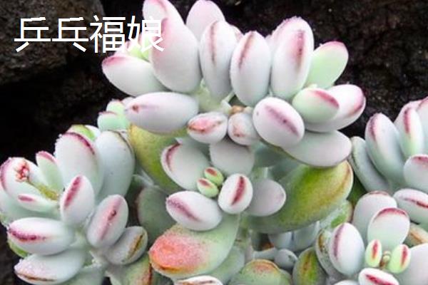 福娘多肉的品种，有达摩福娘、乒乓福娘等种类