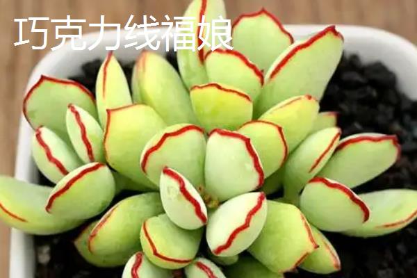 福娘多肉的品种，有达摩福娘、乒乓福娘等种类