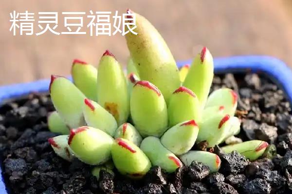 福娘多肉的品种，有达摩福娘、乒乓福娘等种类
