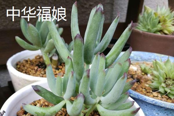 福娘多肉的品种，有达摩福娘、乒乓福娘等种类