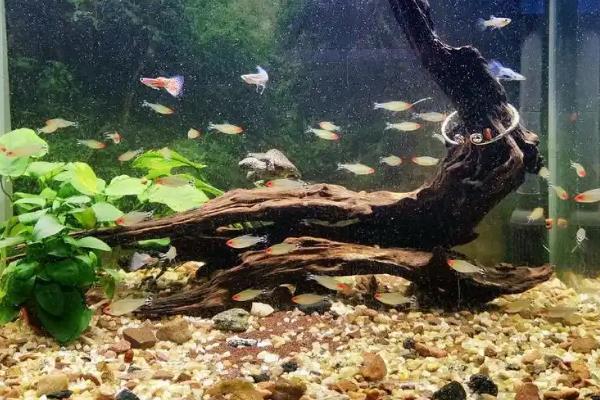 养鱼要不要经常换水，平时每隔3-4天换一次