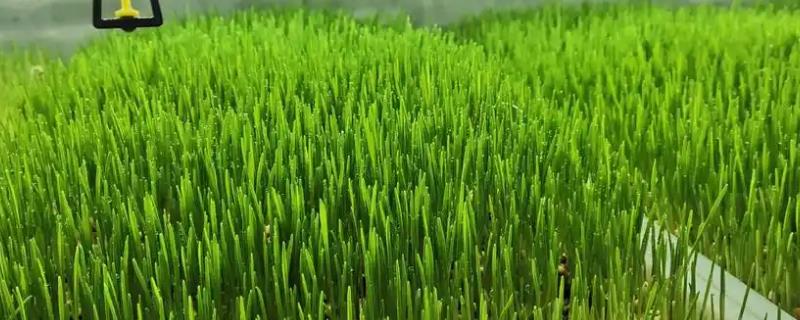 皇竹草可以用来养什么动物，可饲喂猪、鸡、牛、羊等畜禽