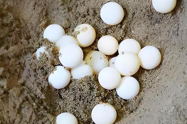 甲鱼蛋的孵化温湿度，温度在30-32℃为宜