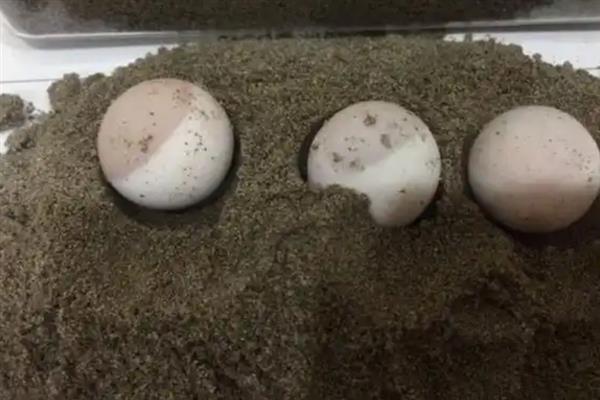 甲鱼蛋的孵化温湿度，温度在30-32℃为宜