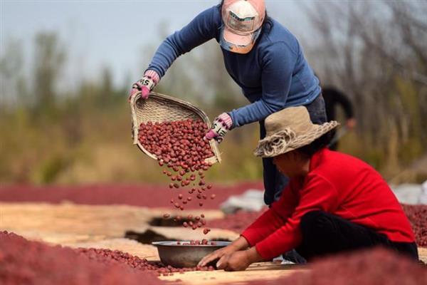 金丝小枣要如何挑选，可一看二摸三尝