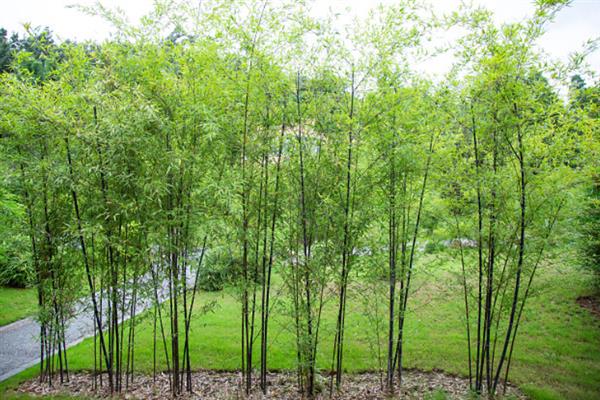 紫竹的产地，主要分布在浙江、江苏、安徽等地