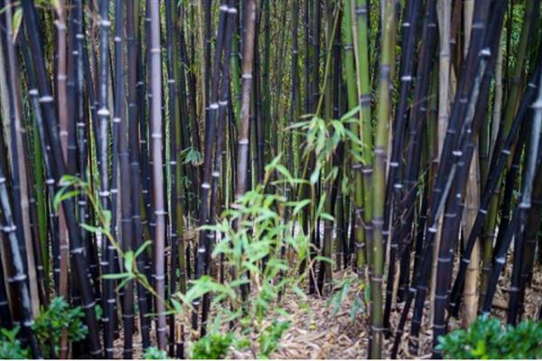 紫竹的产地，主要分布在浙江、江苏、安徽等地