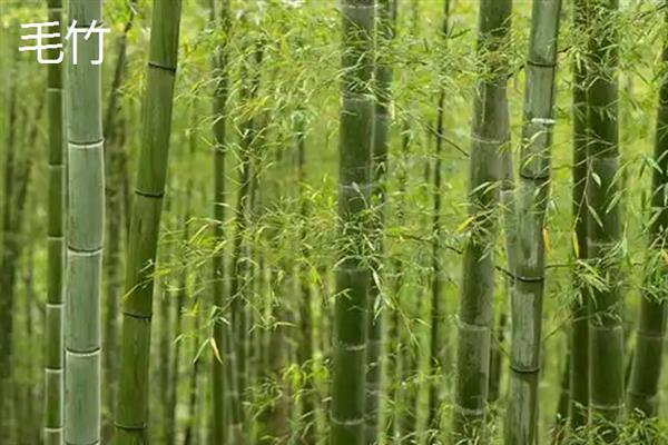 紫竹的产地，主要分布在浙江、江苏、安徽等地