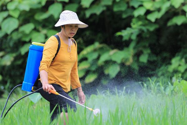 蒜苗发黄如何处理，采取施肥、排水、补光等措施