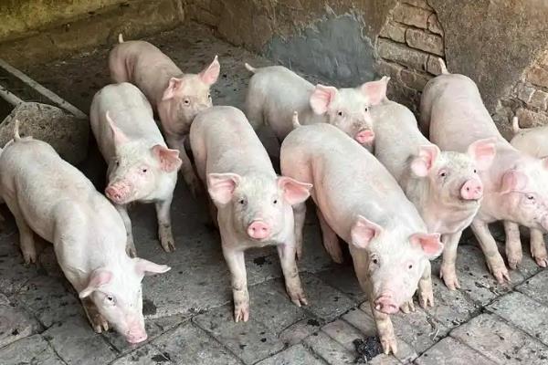 皇竹草可以用来养什么动物，可饲喂猪、鸡、牛、羊等畜禽