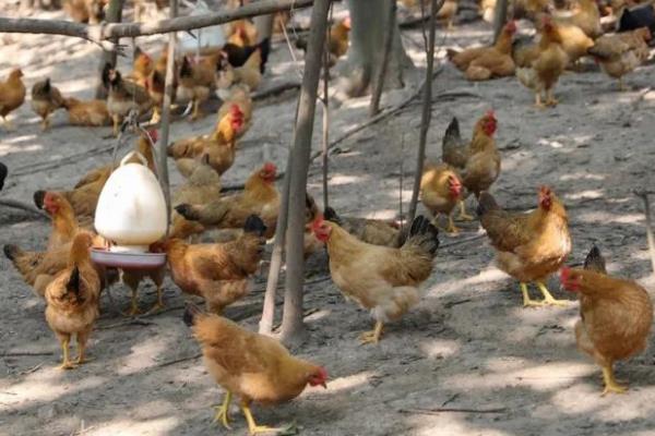 皇竹草可以用来养什么动物，可饲喂猪、鸡、牛、羊等畜禽