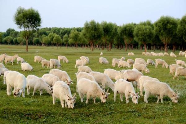 皇竹草可以用来养什么动物，可饲喂猪、鸡、牛、羊等畜禽