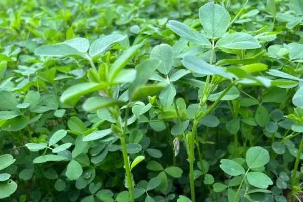 皇竹草可以用来养什么动物，可饲喂猪、鸡、牛、羊等畜禽