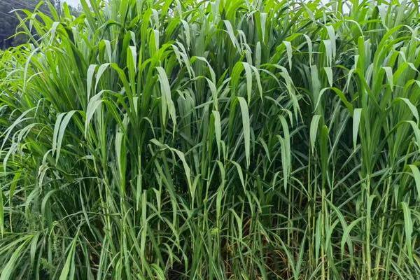 皇竹草可以用来养什么动物，可饲喂猪、鸡、牛、羊等畜禽