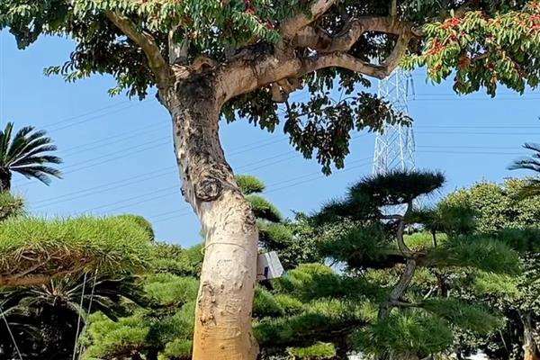 红果冬青和火棘的区别是什么，树干、叶片和果实均不同