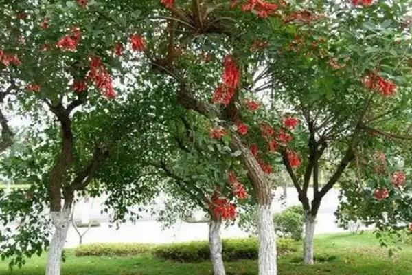 红果冬青和火棘的区别是什么，树干、叶片和果实均不同