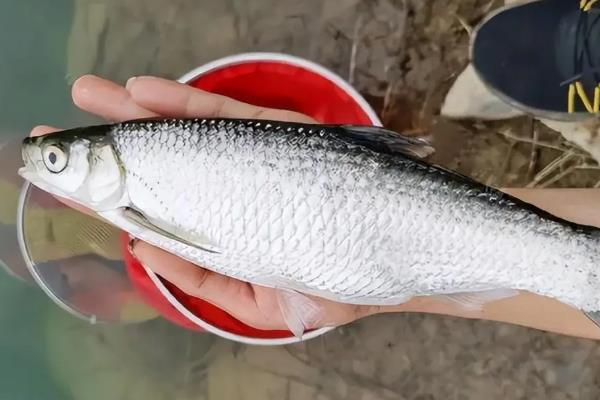 秋田狐鱼钩适合钓拉饵吗，完全可以钓拉饵
