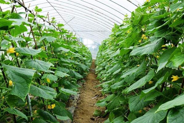 黄瓜种植的场地要求，生长期间喜欢光照充足