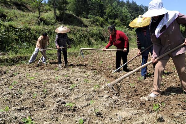 快速除草开荒的方法，可采取割、喷、养羊等方法