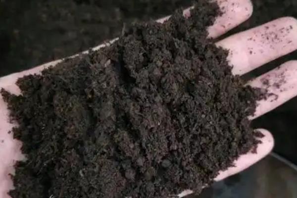 铜钱草如何养殖，可每周给其换一次水