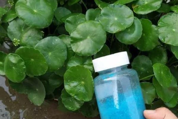 铜钱草如何养殖，可每周给其换一次水