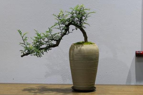 清香木有什么花语，代表奉献、信仰、淡泊